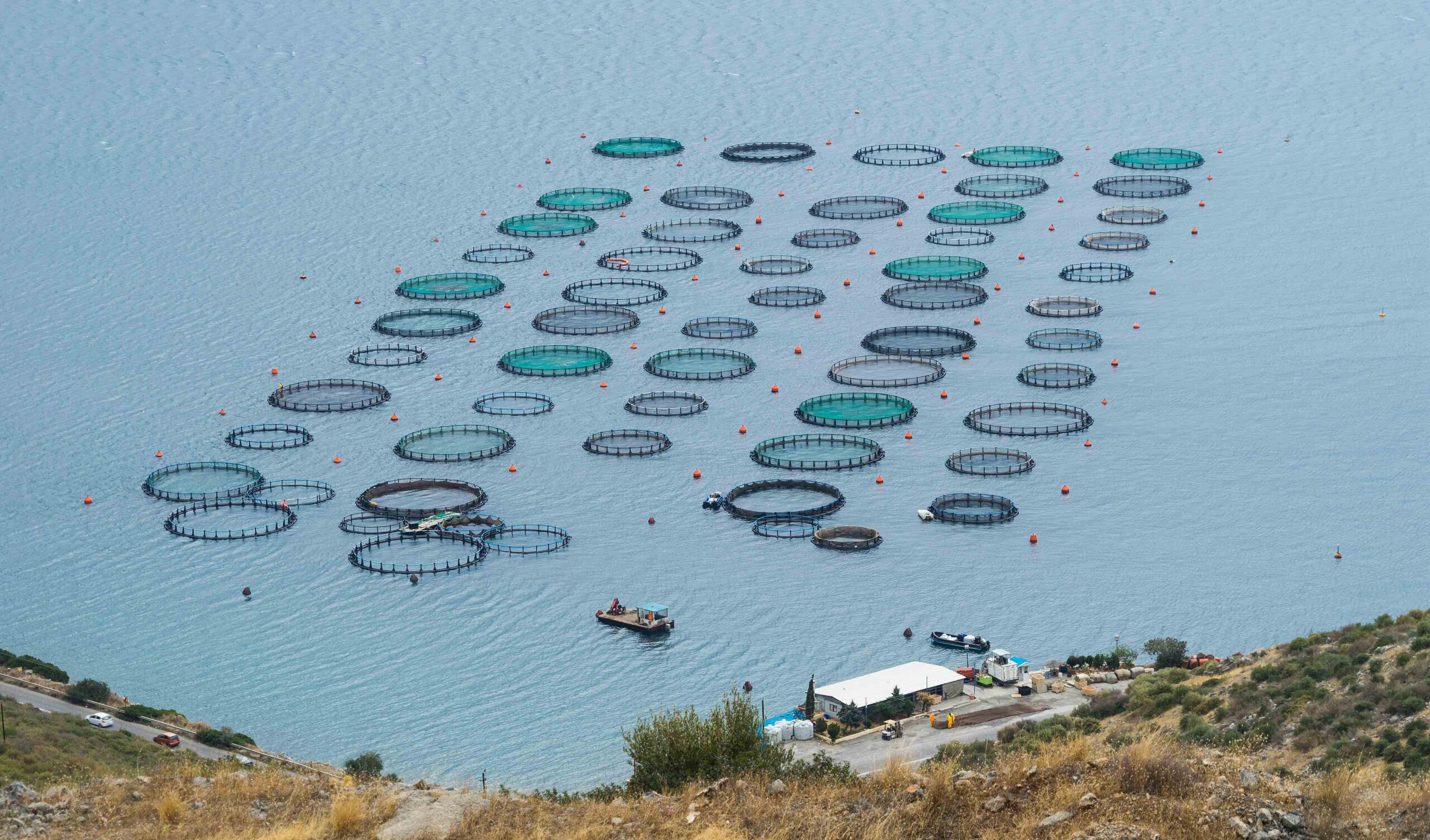 Featured image for “What the MARA Act Means for Offshore Fish Farming and U.S. Fisheries”