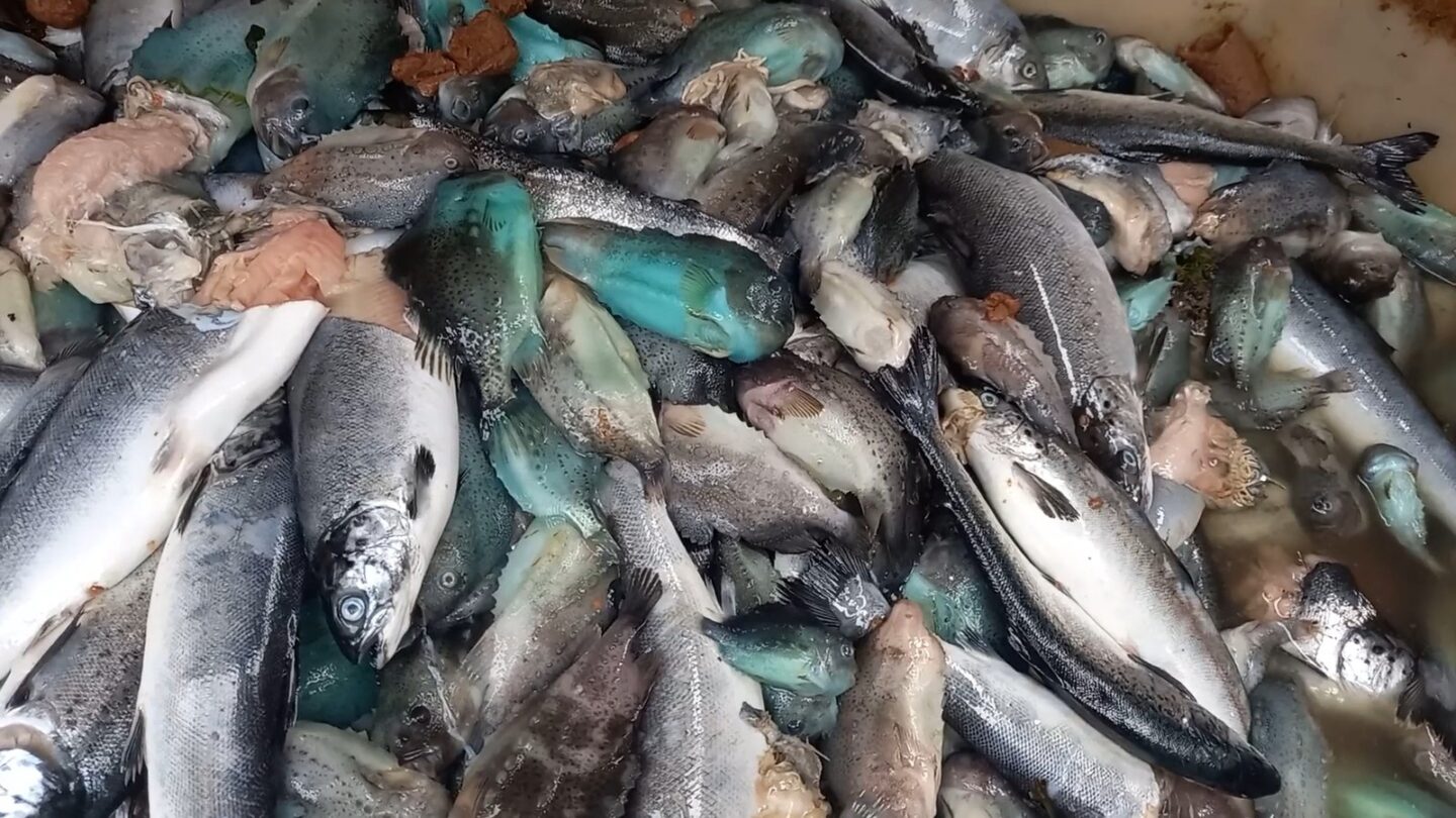 A pile of dead fish from a Mowi fish farm in Loch Etive, Scotland.