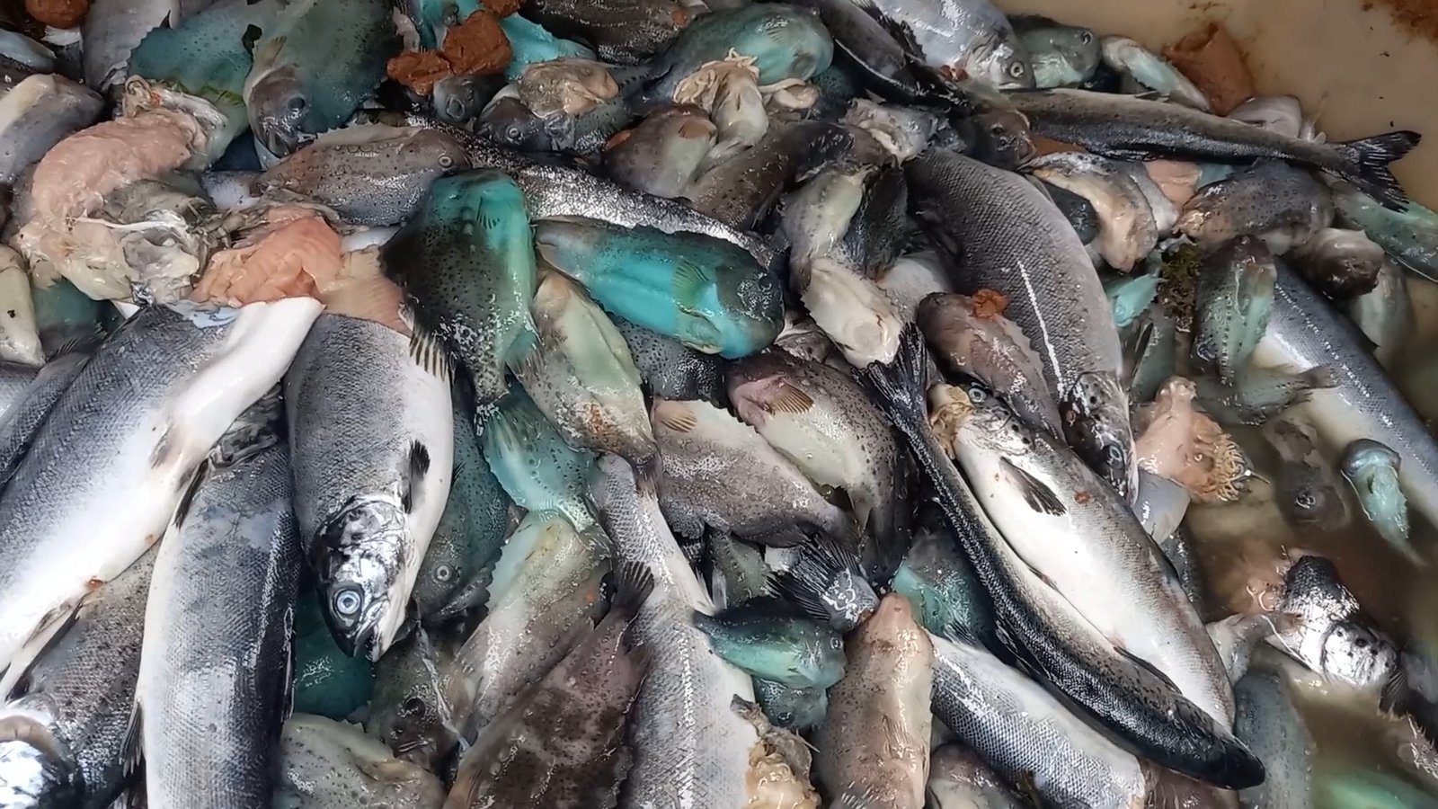 Featured image for “Tell Your Senators to Keep Factory Fish Farms Out of US Waters!”
