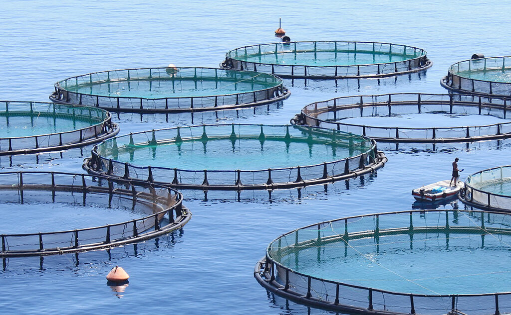 Featured image for “IS THERE A GOOD PLACE FOR AN INDUSTRIAL FISH FARM?”