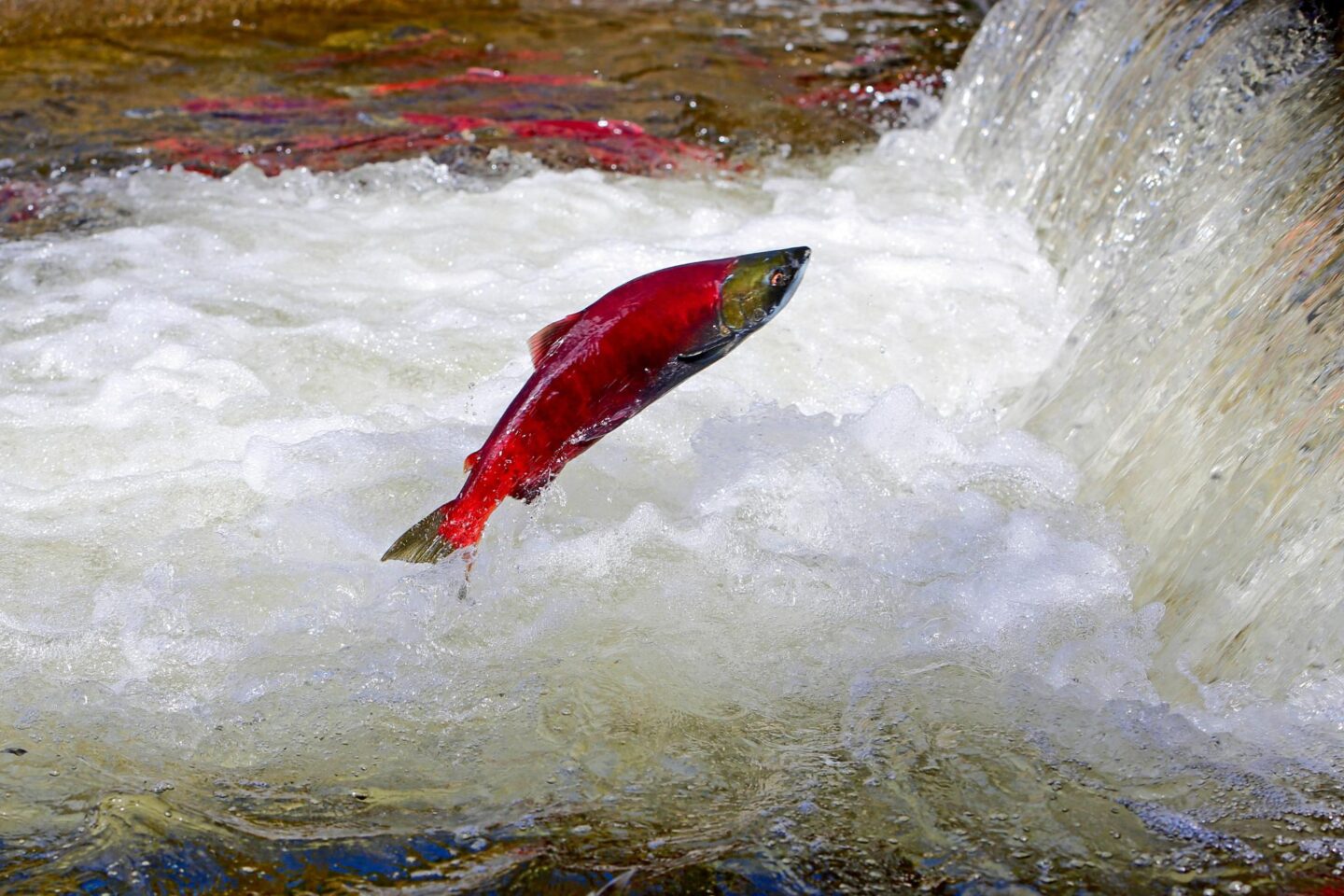 A sockeye salmon jumps during a salmon run. White water splashes in the background. Several other sockeye can be seen in the background.