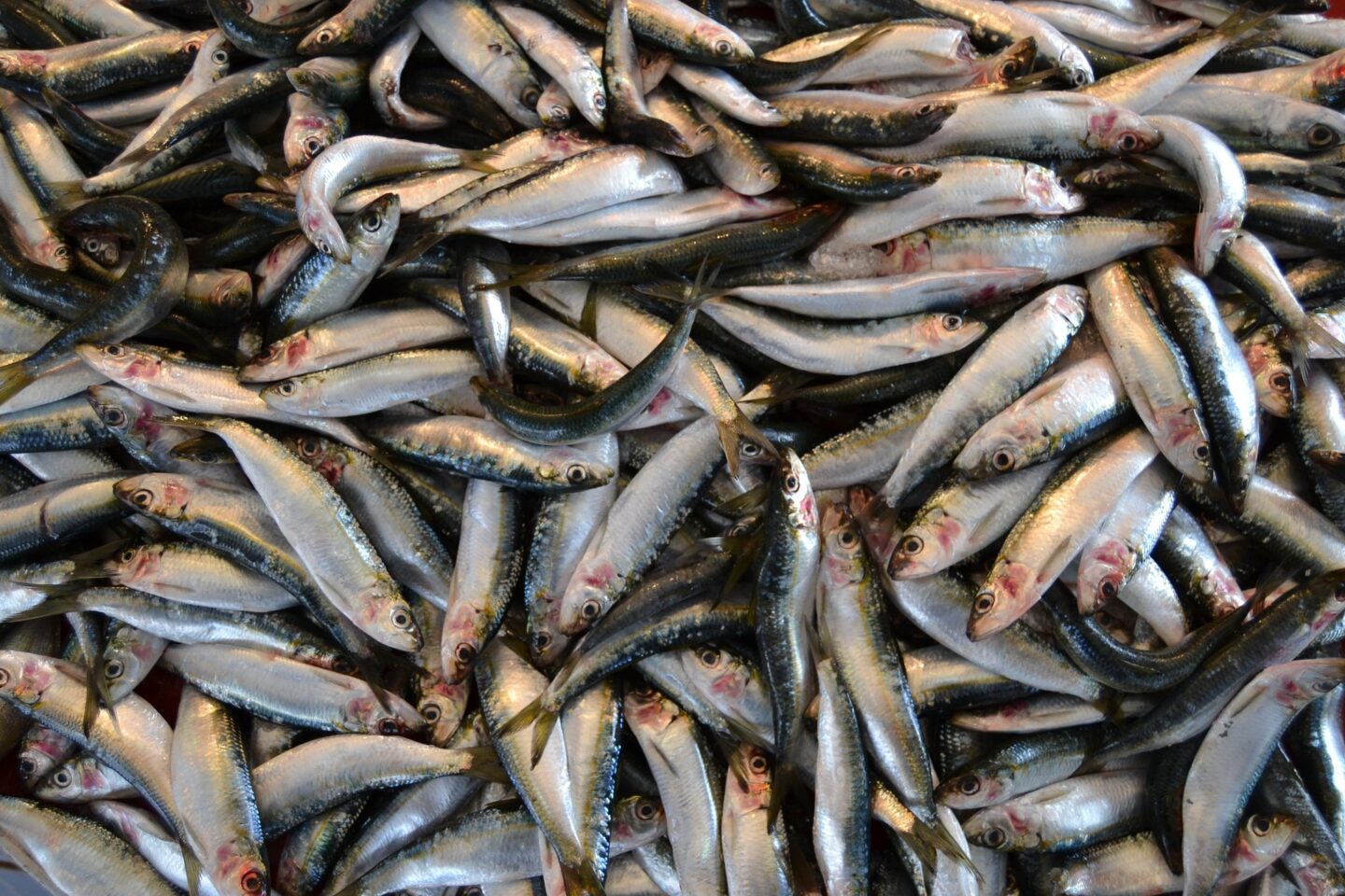 A large number of whole anchovies sits in a pile