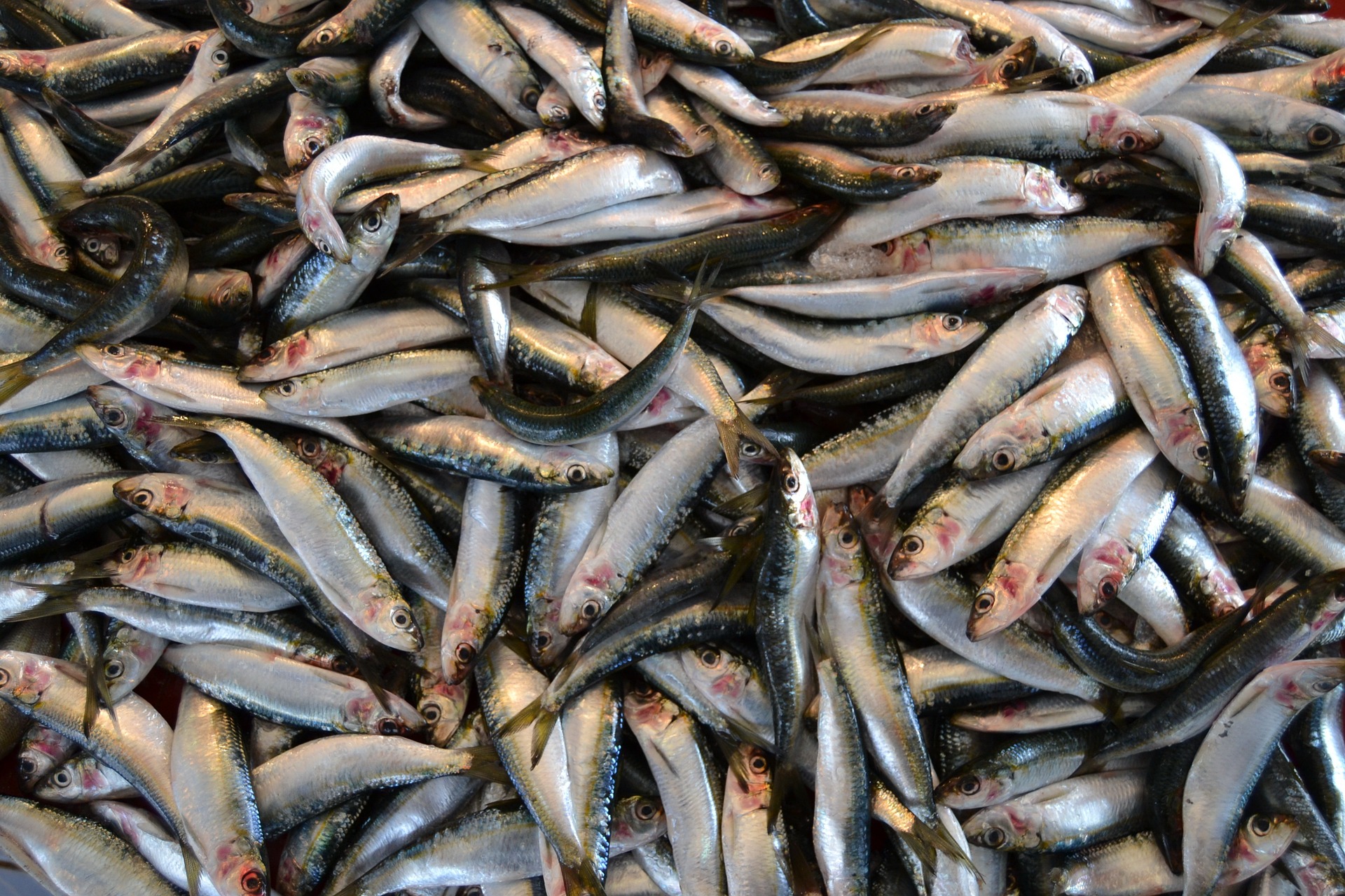 Featured image for “How the Fishmeal Industry Is Gutting West Africa’s Fisheries”