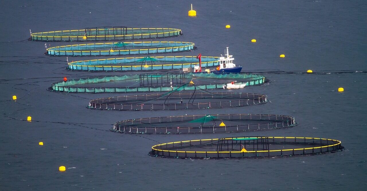 Featured image for “Fishermen, Shellfish Farmers, Environmental Advocates, Chefs, and Communities Unite Against the MARA Act and Industrial Fish Farming”